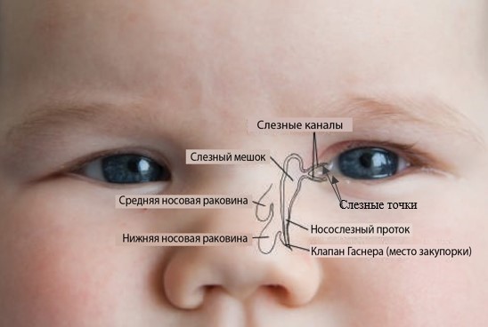 Слёзный аппарат — Википедия КТ слезоотводящих путей